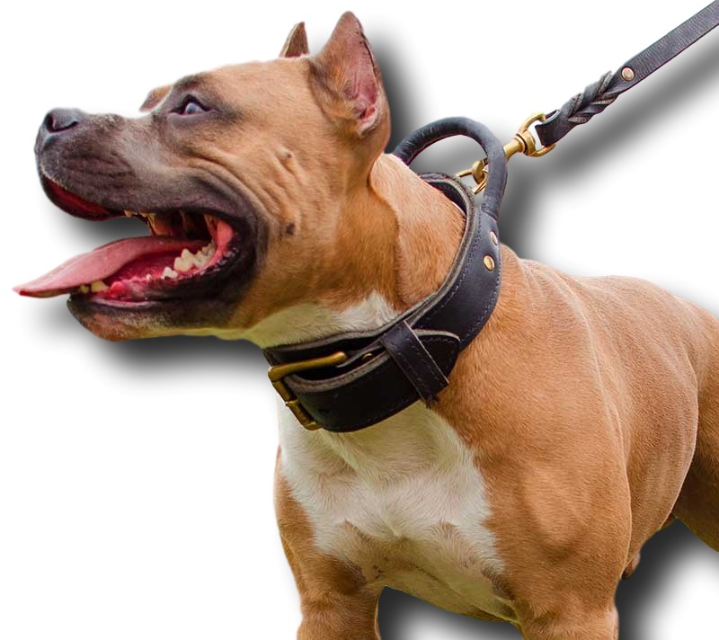 amstaff-collar-leather-durable-better-control-handle_lrg_clipped_rev_1